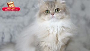 Phong thủy & vận dụng thực tiễn cho tuổi Mão: Làm gì để hóa giải, tận dụng vận may?